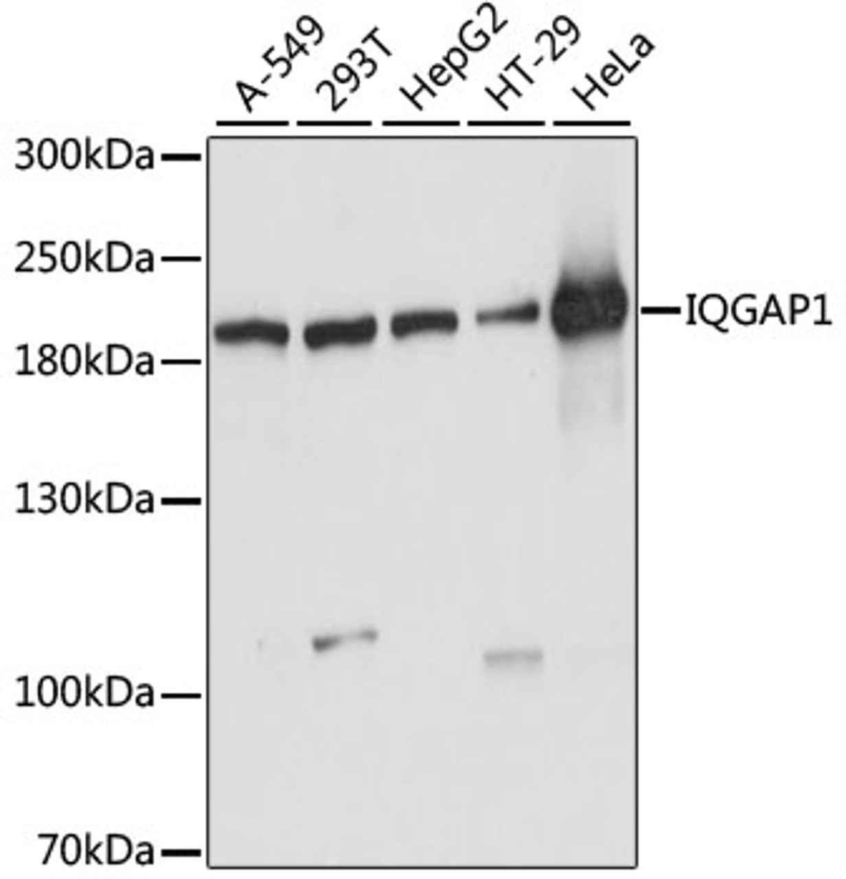 Western blot analysis of extracts of various cell lines, using IQGAP1 antibody (19-788) at 1:1000 dilution.<br/>Secondary antibody: HRP Goat Anti-Rabbit IgG (H+L) at 1:10000 dilution.<br/>Lysates/proteins: 25ug per lane.<br/>Blocking buffer: 3% nonfat dry milk in TBST.<br/>Detection: ECL Basic Kit.<br/>Exposure time: 10s.