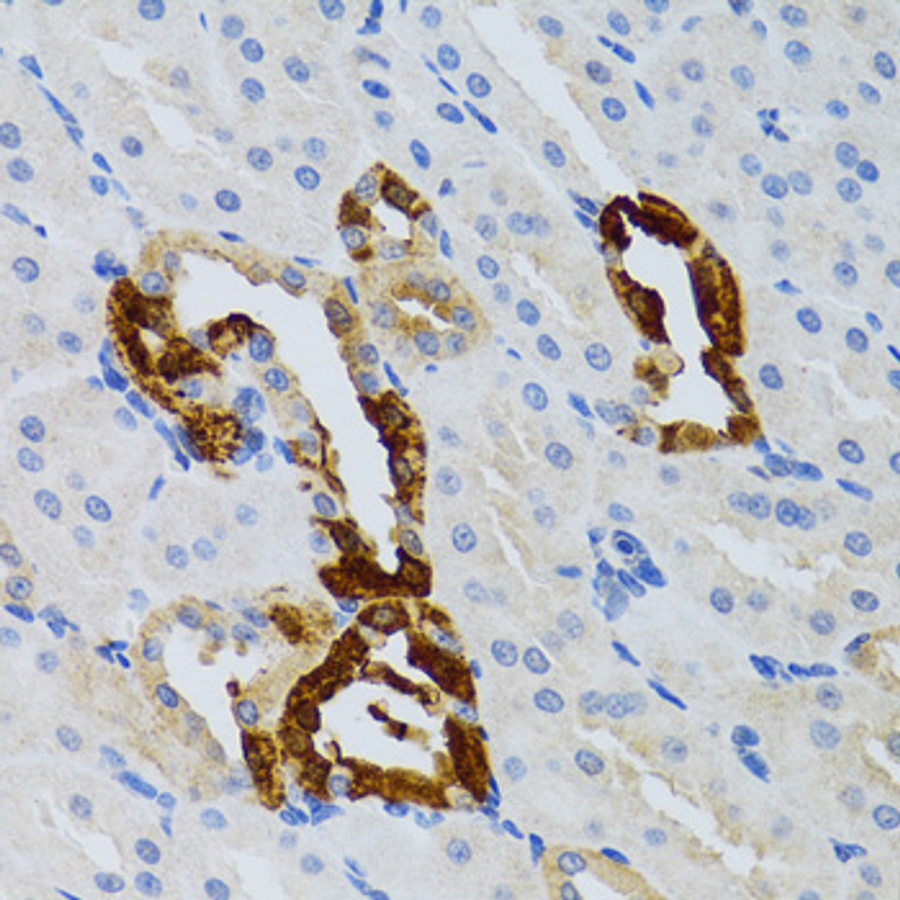 Immunohistochemistry of paraffin-embedded mouse kidney using GRB2 antibody (19-796) at dilution of 1:100 (40x lens) .