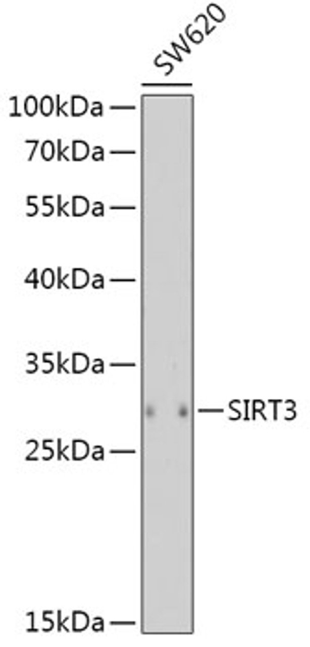 Western blot analysis of extracts of SW620 cells, using SIRT3 antibody (19-812) at 1:1000 dilution.<br/>Secondary antibody: HRP Goat Anti-Rabbit IgG (H+L) at 1:10000 dilution.<br/>Lysates/proteins: 25ug per lane.<br/>Blocking buffer: 3% nonfat dry milk in TBST.<br/>Detection: ECL Basic Kit.<br/>Exposure time: 180s.