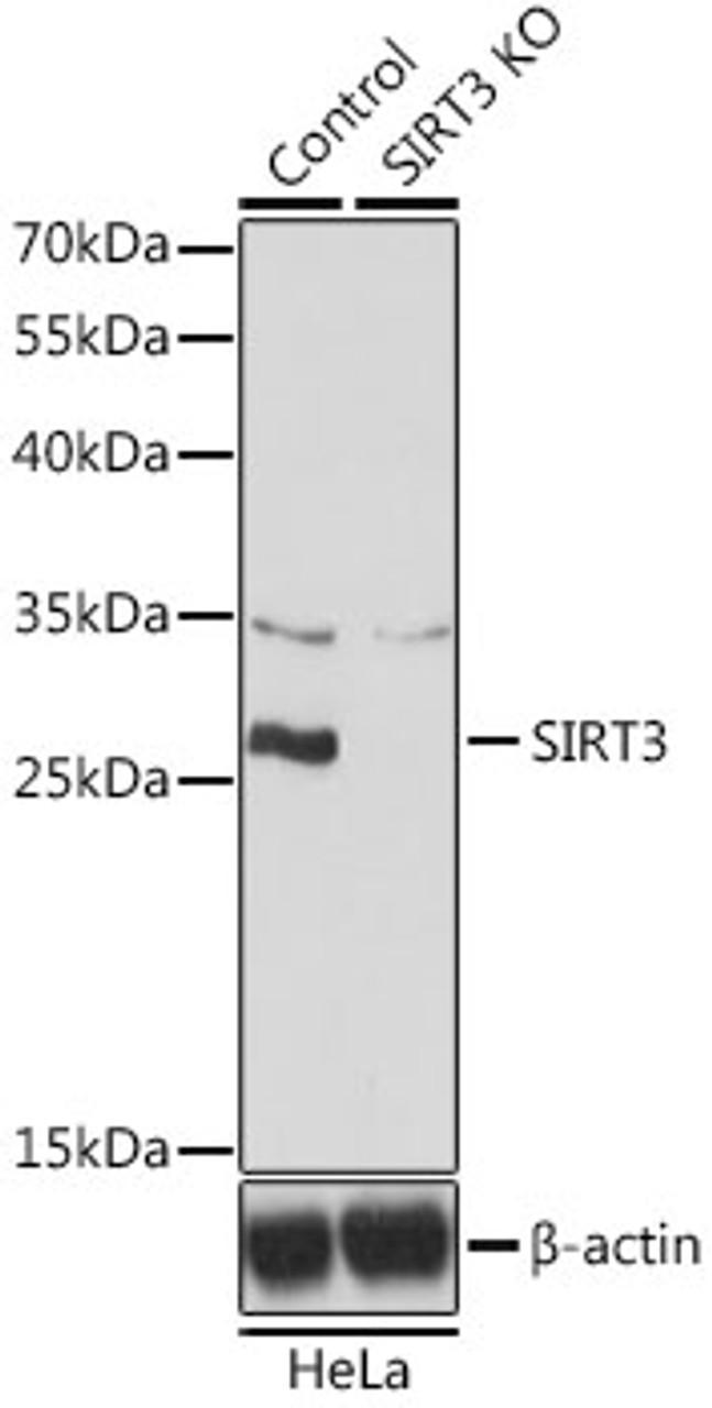 Western blot analysis of extracts from normal (control) and SIRT3 knockout (KO) HeLa cells, using SIRT3 antibody (19-812) at 1:500 dilution.<br/>Secondary antibody: HRP Goat Anti-Rabbit IgG (H+L) at 1:10000 dilution.<br/>Lysates/proteins: 25ug per lane.<br/>Blocking buffer: 3% nonfat dry milk in TBST.<br/>Detection: ECL Basic Kit.<br/>Exposure time: 3min.