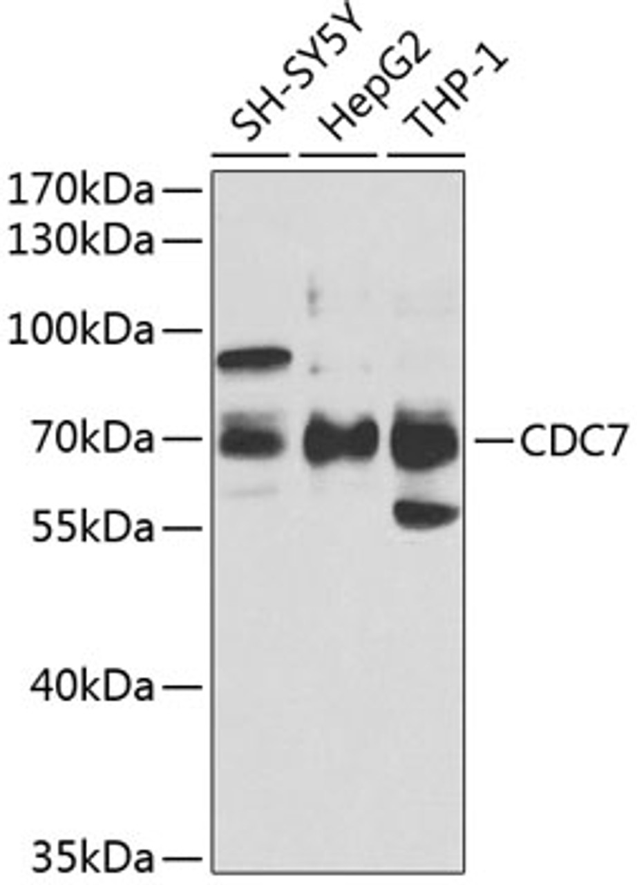 Western blot analysis of extracts of various cell lines, using CDC7 antibody (19-826) at 1:1000 dilution.<br/>Secondary antibody: HRP Goat Anti-Rabbit IgG (H+L) at 1:10000 dilution.<br/>Lysates/proteins: 25ug per lane.<br/>Blocking buffer: 3% nonfat dry milk in TBST.<br/>Detection: ECL Basic Kit.<br/>Exposure time: 5s.