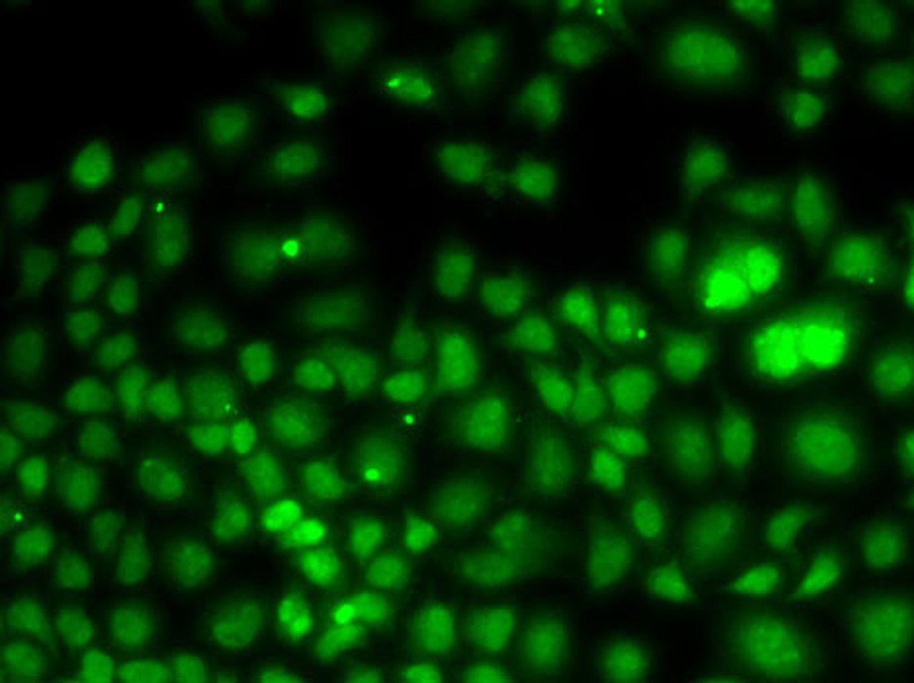 Immunofluorescence analysis of U2OS cells using PCGF6 antibody (19-841) .