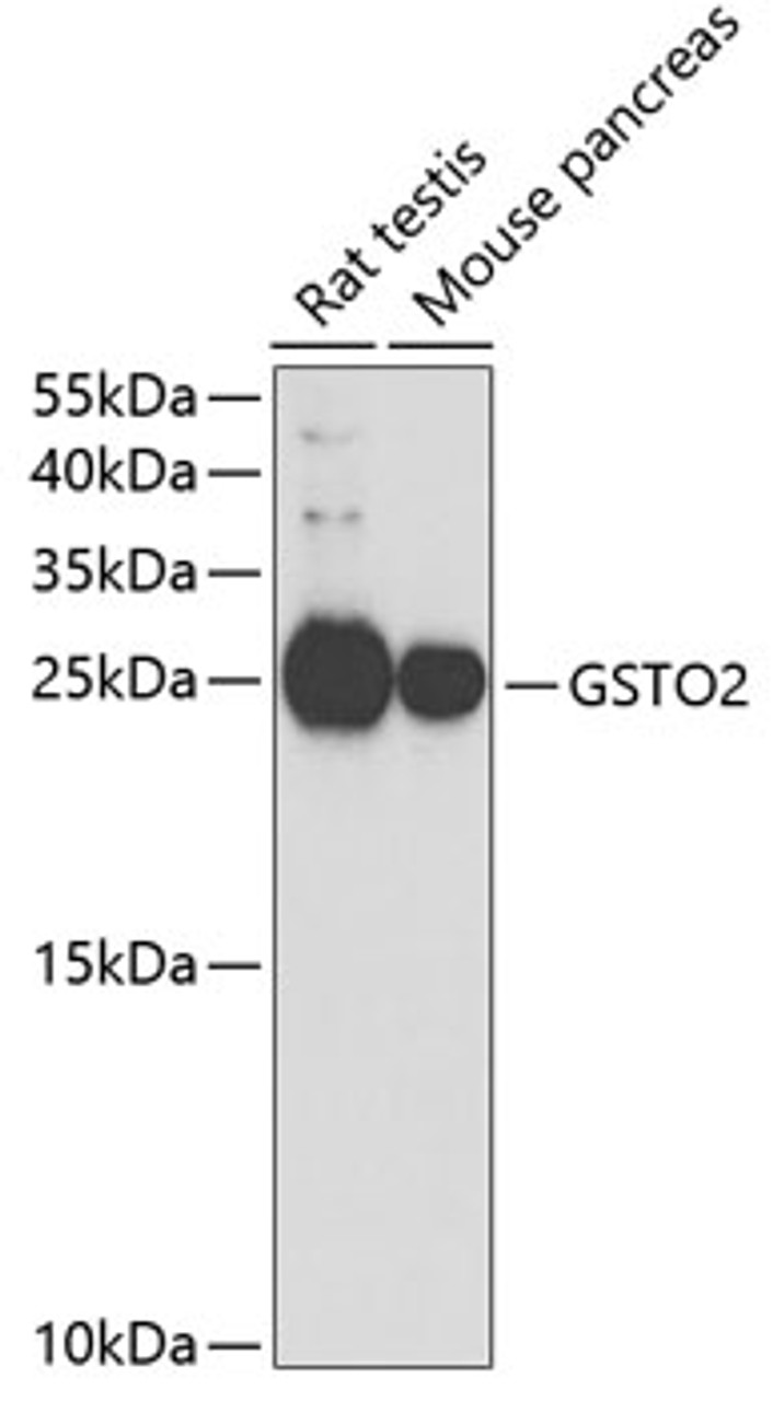 Western blot analysis of extracts of various cell lines, using GSTO2 antibody (19-850) at 1:1000 dilution.<br/>Secondary antibody: HRP Goat Anti-Rabbit IgG (H+L) at 1:10000 dilution.<br/>Lysates/proteins: 25ug per lane.<br/>Blocking buffer: 3% nonfat dry milk in TBST.<br/>Detection: ECL Basic Kit.<br/>Exposure time: 90s.
