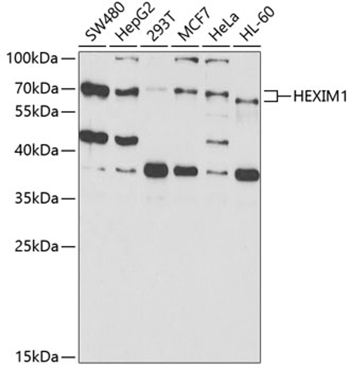 Western blot analysis of extracts of various cell lines, using HEXIM1 antibody (19-851) at 1:1000 dilution._Secondary antibody: HRP Goat Anti-Rabbit IgG (H+L) at 1:10000 dilution._Lysates/proteins: 25ug per lane._Blocking buffer: 3% nonfat dry milk in TBST._Detection: ECL Enhanced Kit._Exposure time: 30s.