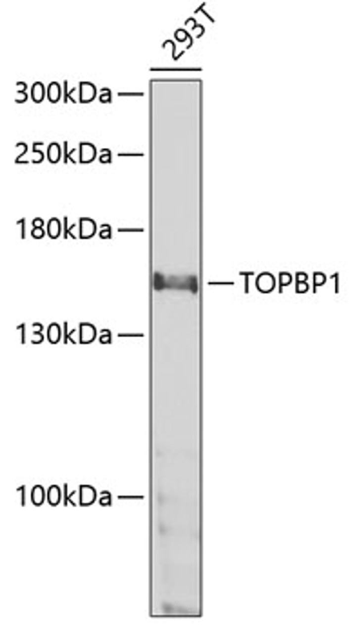 Western blot analysis of extracts of 293T cells, using TOPBP1 antibody (19-856) at 1:1000 dilution._Secondary antibody: HRP Goat Anti-Rabbit IgG (H+L) at 1:10000 dilution._Lysates/proteins: 25ug per lane._Blocking buffer: 3% nonfat dry milk in TBST._Detection: ECL Enhanced Kit._Exposure time: 50s.