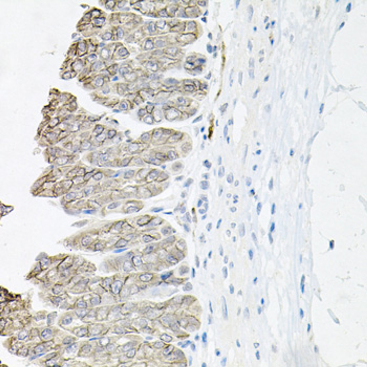 Immunohistochemistry of paraffin-embedded mouse stomach using ATP1B1 antibody (19-861) at dilution of 1:100 (40x lens) .