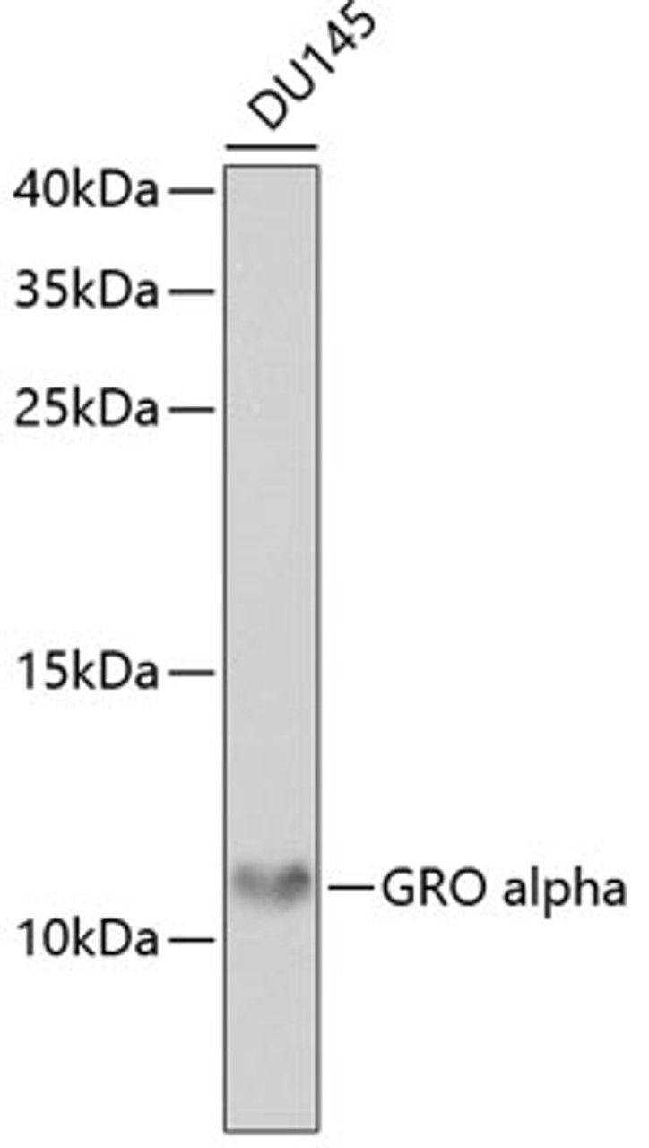 Western blot analysis of extracts of DU145 cells, using GRO alpha antibody (19-866) at 1:1000 dilution.<br/>Secondary antibody: HRP Goat Anti-Rabbit IgG (H+L) at 1:10000 dilution.<br/>Lysates/proteins: 25ug per lane.<br/>Blocking buffer: 3% nonfat dry milk in TBST.<br/>Detection: ECL Basic Kit.<br/>Exposure time: 90s.