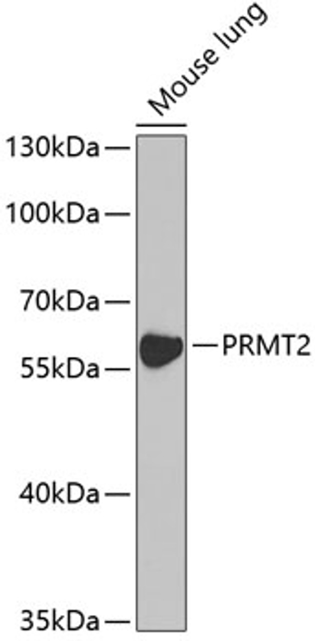 Western blot analysis of extracts of mouse lung, using PRMT2 antibody (19-890) at 1:1000 dilution._Secondary antibody: HRP Goat Anti-Rabbit IgG (H+L) at 1:10000 dilution._Lysates/proteins: 25ug per lane._Blocking buffer: 3% nonfat dry milk in TBST._Detection: ECL Enhanced Kit._Exposure time: 90s.