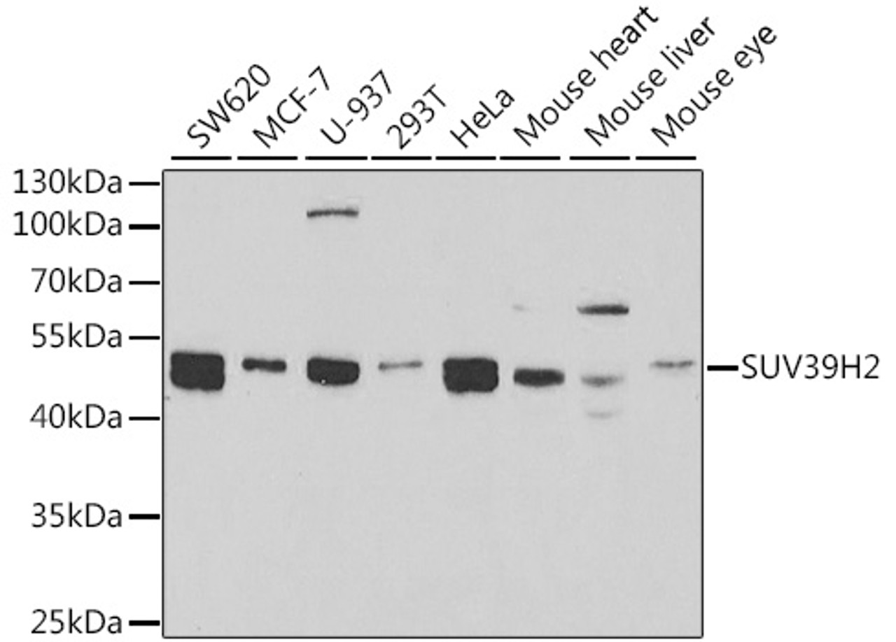 Western blot analysis of extracts of various cell lines, using SUV39H2 antibody (19-900) at 1:1000 dilution.<br/>Secondary antibody: HRP Goat Anti-Rabbit IgG (H+L) at 1:10000 dilution.<br/>Lysates/proteins: 25ug per lane.<br/>Blocking buffer: 3% nonfat dry milk in TBST.