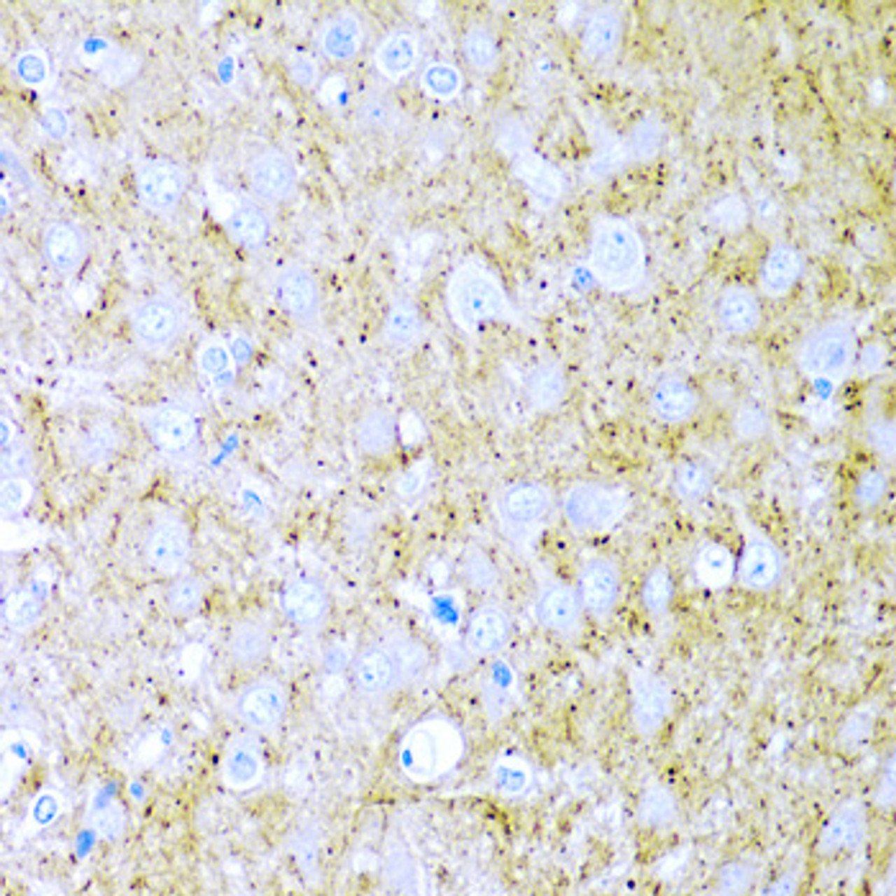Immunohistochemistry of paraffin-embedded rat brain using WNT2 antibody (19-905) at dilution of 1:200 (40x lens) .