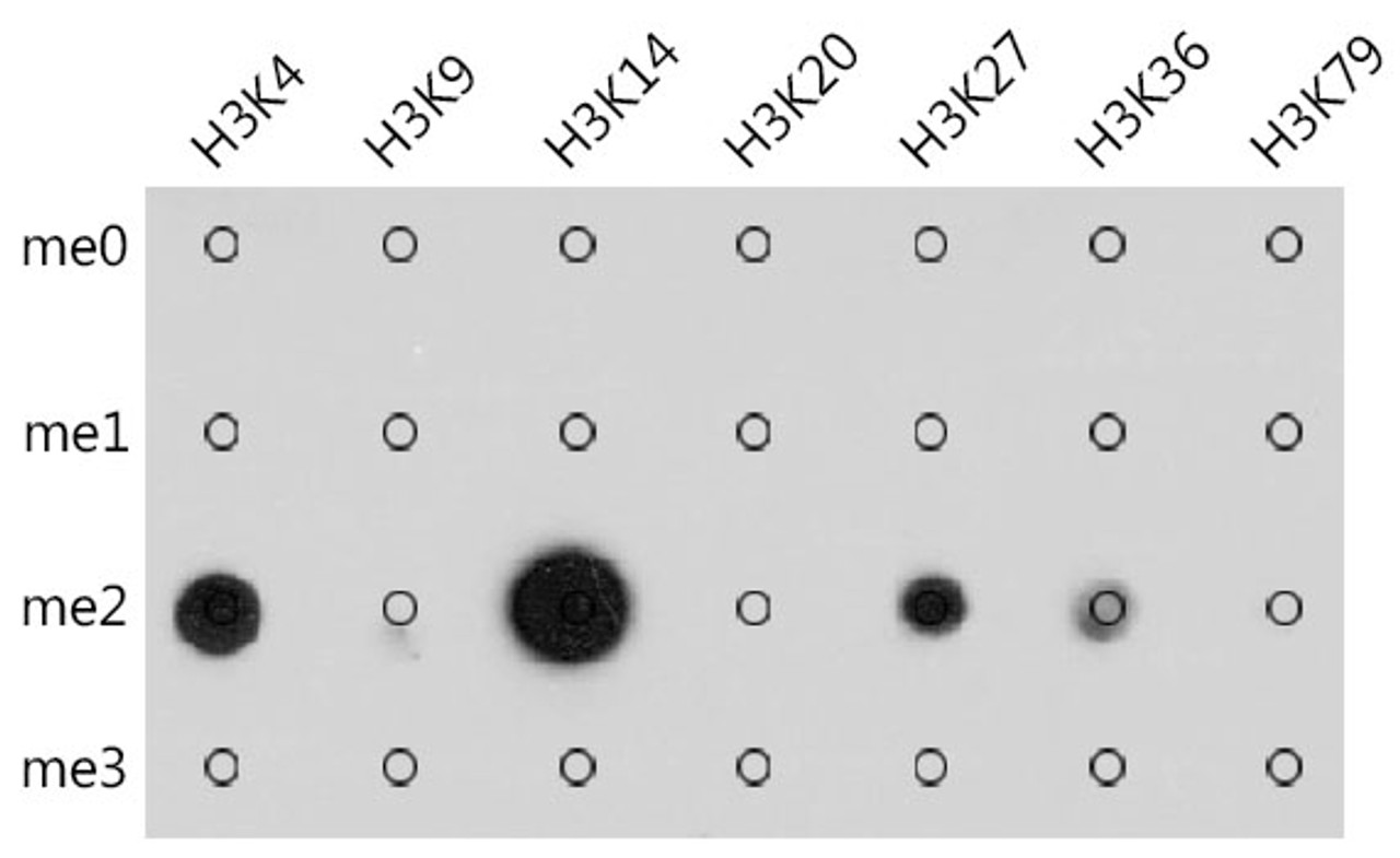Dot-blot analysis of all sorts of methylation peptides using Pan DiMethyl-lysine antibody (19-907) at 1:1000 dilution.
