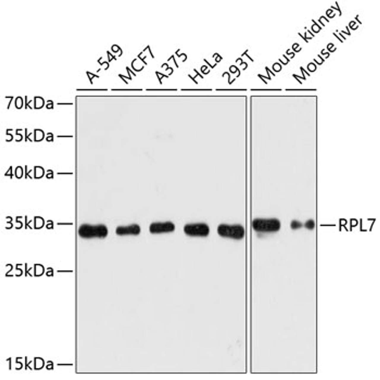Western blot analysis of extracts of various cell lines, using RPL7 antibody (19-950) at 1:3000 dilution.<br/>Secondary antibody: HRP Goat Anti-Rabbit IgG (H+L) at 1:10000 dilution.<br/>Lysates/proteins: 25ug per lane.<br/>Blocking buffer: 3% nonfat dry milk in TBST.<br/>Detection: ECL Basic Kit.<br/>Exposure time: 60s.