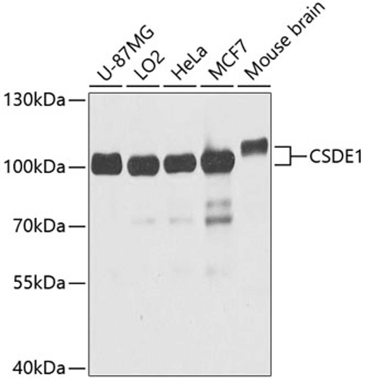 Western blot analysis of extracts of various cell lines, using CSDE1 antibody (19-954) at 1:1000 dilution.<br/>Secondary antibody: HRP Goat Anti-Rabbit IgG (H+L) at 1:10000 dilution.<br/>Lysates/proteins: 25ug per lane.<br/>Blocking buffer: 3% nonfat dry milk in TBST.<br/>Detection: ECL Basic Kit.<br/>Exposure time: 30s.