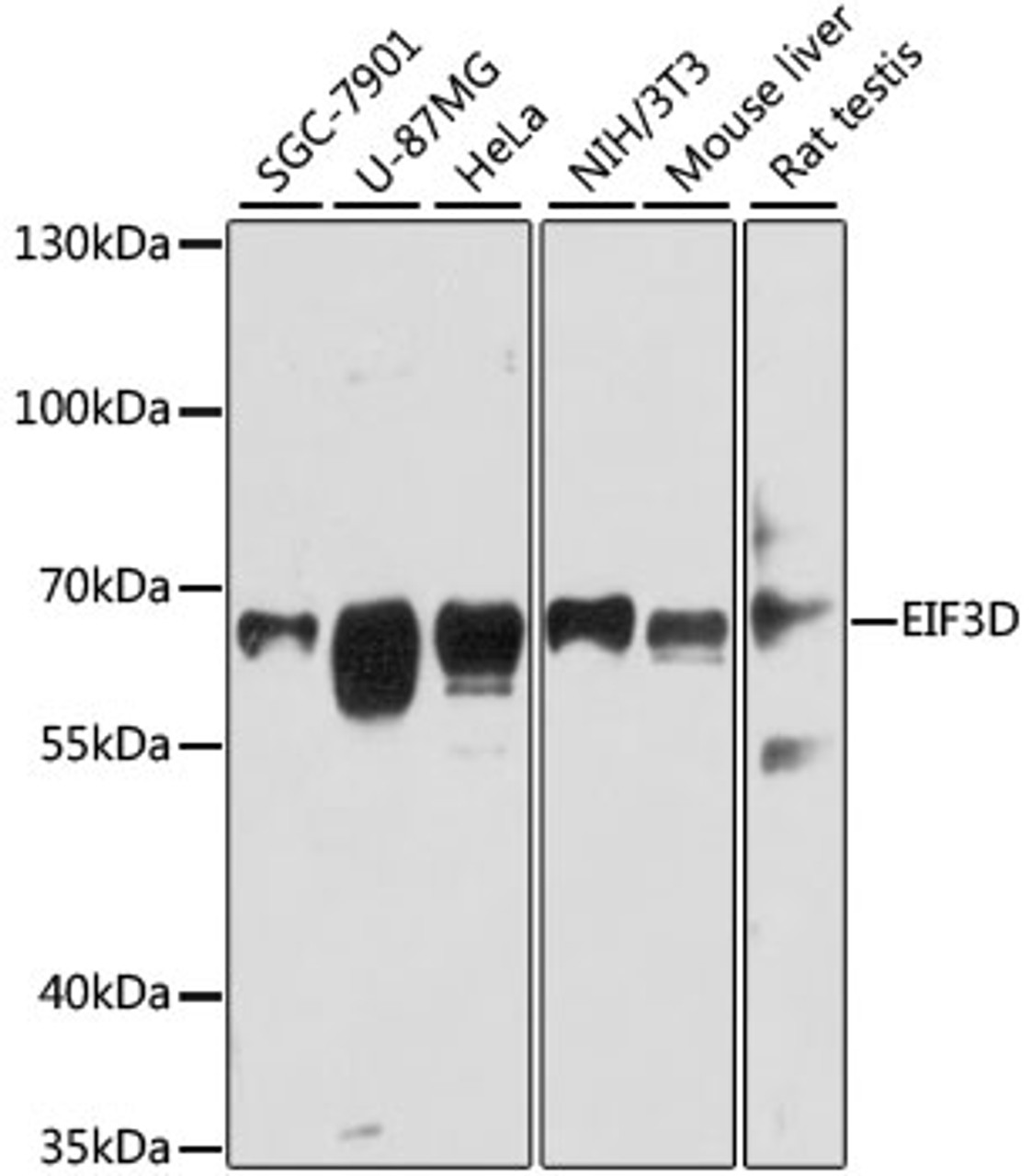 Western blot analysis of extracts of various cell lines, using EIF3D antibody (19-956) at 1:3000 dilution.<br/>Secondary antibody: HRP Goat Anti-Rabbit IgG (H+L) at 1:10000 dilution.<br/>Lysates/proteins: 25ug per lane.<br/>Blocking buffer: 3% nonfat dry milk in TBST.<br/>Detection: ECL Basic Kit.<br/>Exposure time: 30s.
