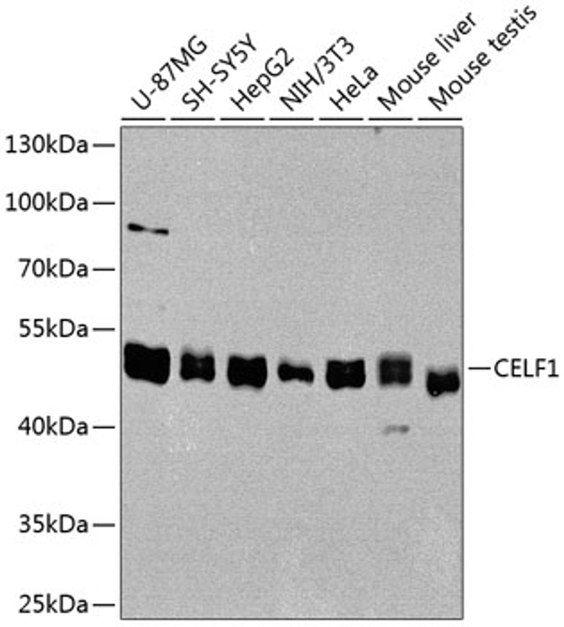 Western blot analysis of extracts of various cell lines, using CELF1 antibody (19-959) at 1:1000 dilution.<br/>Secondary antibody: HRP Goat Anti-Rabbit IgG (H+L) at 1:10000 dilution.<br/>Lysates/proteins: 25ug per lane.<br/>Blocking buffer: 3% nonfat dry milk in TBST.<br/>Detection: ECL Basic Kit.<br/>Exposure time: 60s.