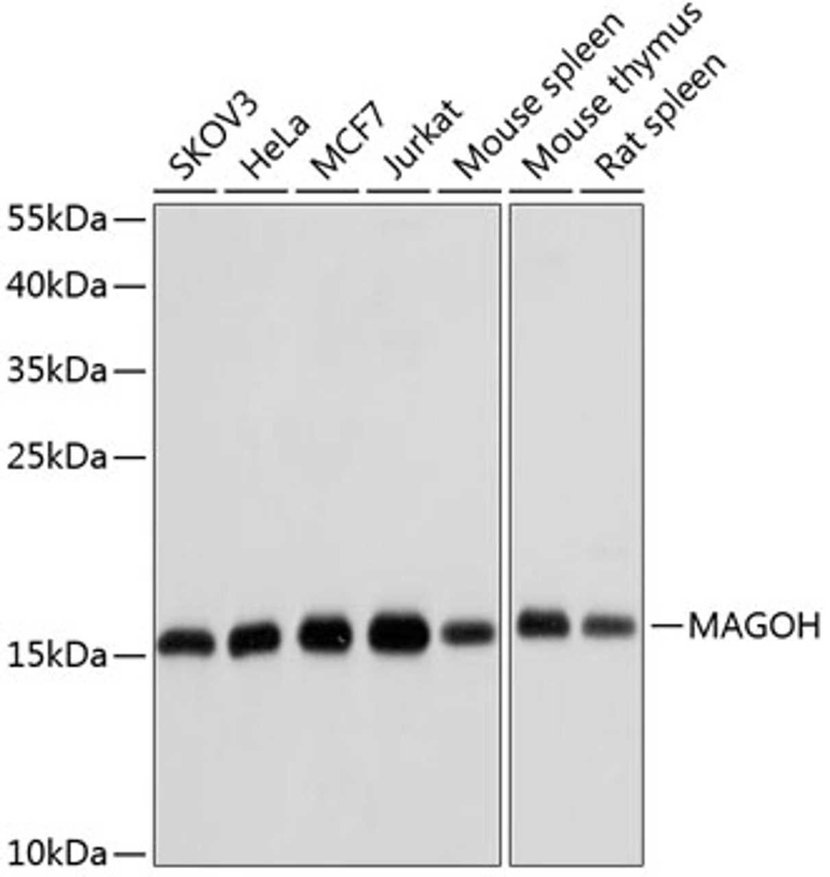 Western blot analysis of extracts of various cell lines, using MAGOH antibody (19-984) at 1:1000 dilution.<br/>Secondary antibody: HRP Goat Anti-Rabbit IgG (H+L) at 1:10000 dilution.<br/>Lysates/proteins: 25ug per lane.<br/>Blocking buffer: 3% nonfat dry milk in TBST.<br/>Detection: ECL Basic Kit.<br/>Exposure time: 10s.