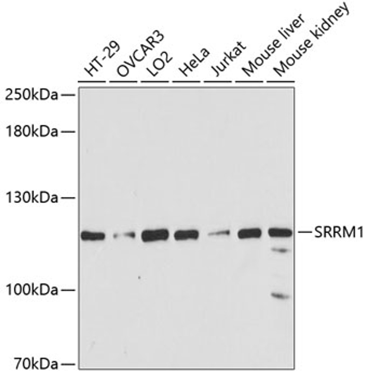 Western blot analysis of extracts of various cell lines, using SRRM1 antibody (19-994) at 1:3000 dilution.<br/>Secondary antibody: HRP Goat Anti-Rabbit IgG (H+L) at 1:10000 dilution.<br/>Lysates/proteins: 25ug per lane.<br/>Blocking buffer: 3% nonfat dry milk in TBST.<br/>Detection: ECL Basic Kit.<br/>Exposure time: 90s.