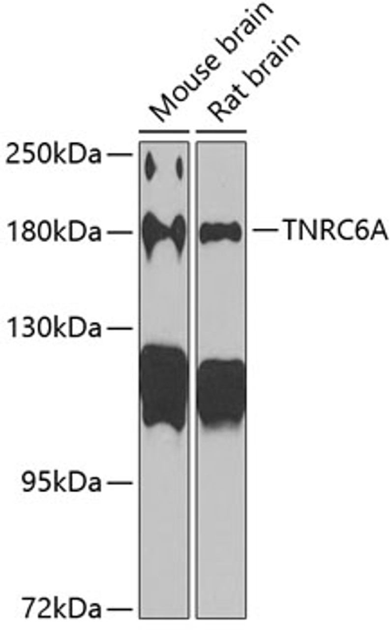 Western blot analysis of extracts of various cell lines, using TNRC6A antibody (22-011) at 1:1000 dilution.<br/>Secondary antibody: HRP Goat Anti-Rabbit IgG (H+L) at 1:10000 dilution.<br/>Lysates/proteins: 25ug per lane.<br/>Blocking buffer: 3% nonfat dry milk in TBST.<br/>Detection: ECL Basic Kit.<br/>Exposure time: 90s.