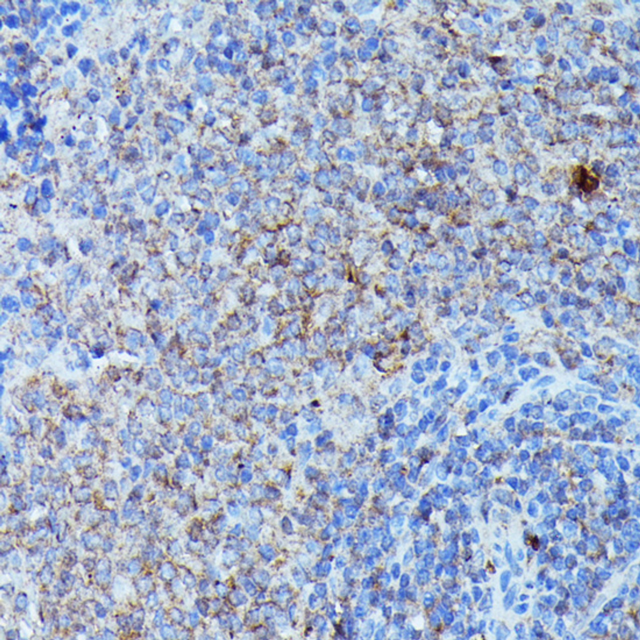 Immunohistochemistry of paraffin-embedded rat spleen using CSF3 antibody (22-041) at dilution of 1:100 (40x lens) .