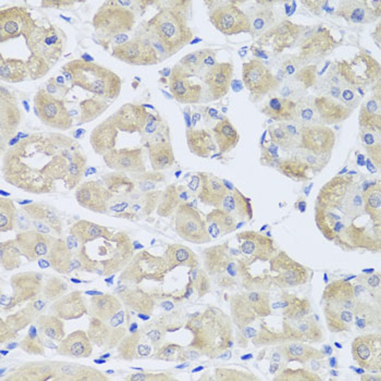 Immunohistochemistry of paraffin-embedded human stomach using BGLAP antibody (22-052) at dilution of 1:100 (40x lens) .