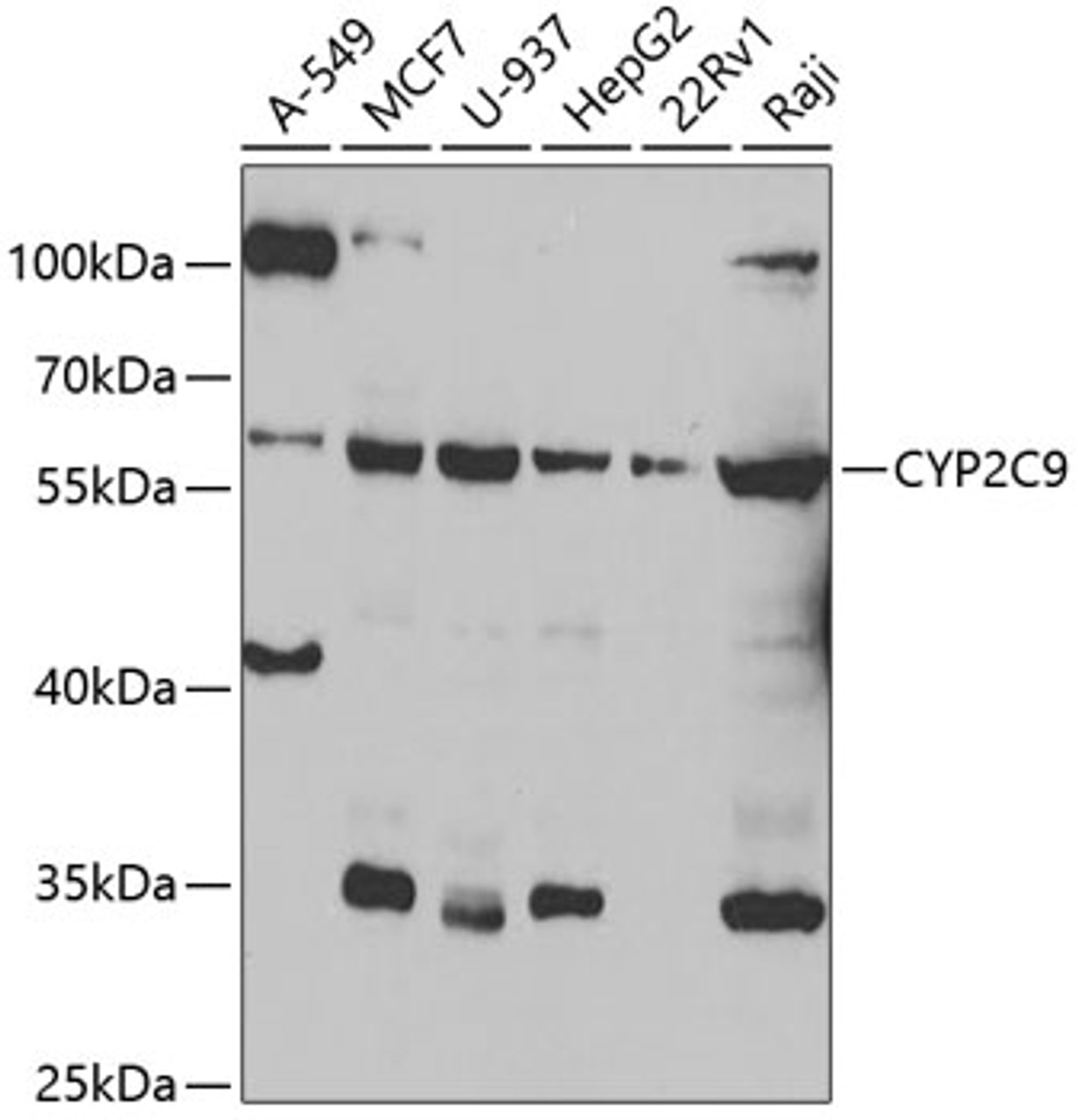Western blot analysis of extracts of various cell lines, using CYP2C9 antibody (22-059) at 1:1000 dilution._Secondary antibody: HRP Goat Anti-Rabbit IgG (H+L) at 1:10000 dilution._Lysates/proteins: 25ug per lane._Blocking buffer: 3% nonfat dry milk in TBST._Detection: ECL Enhanced Kit._Exposure time: 10s.