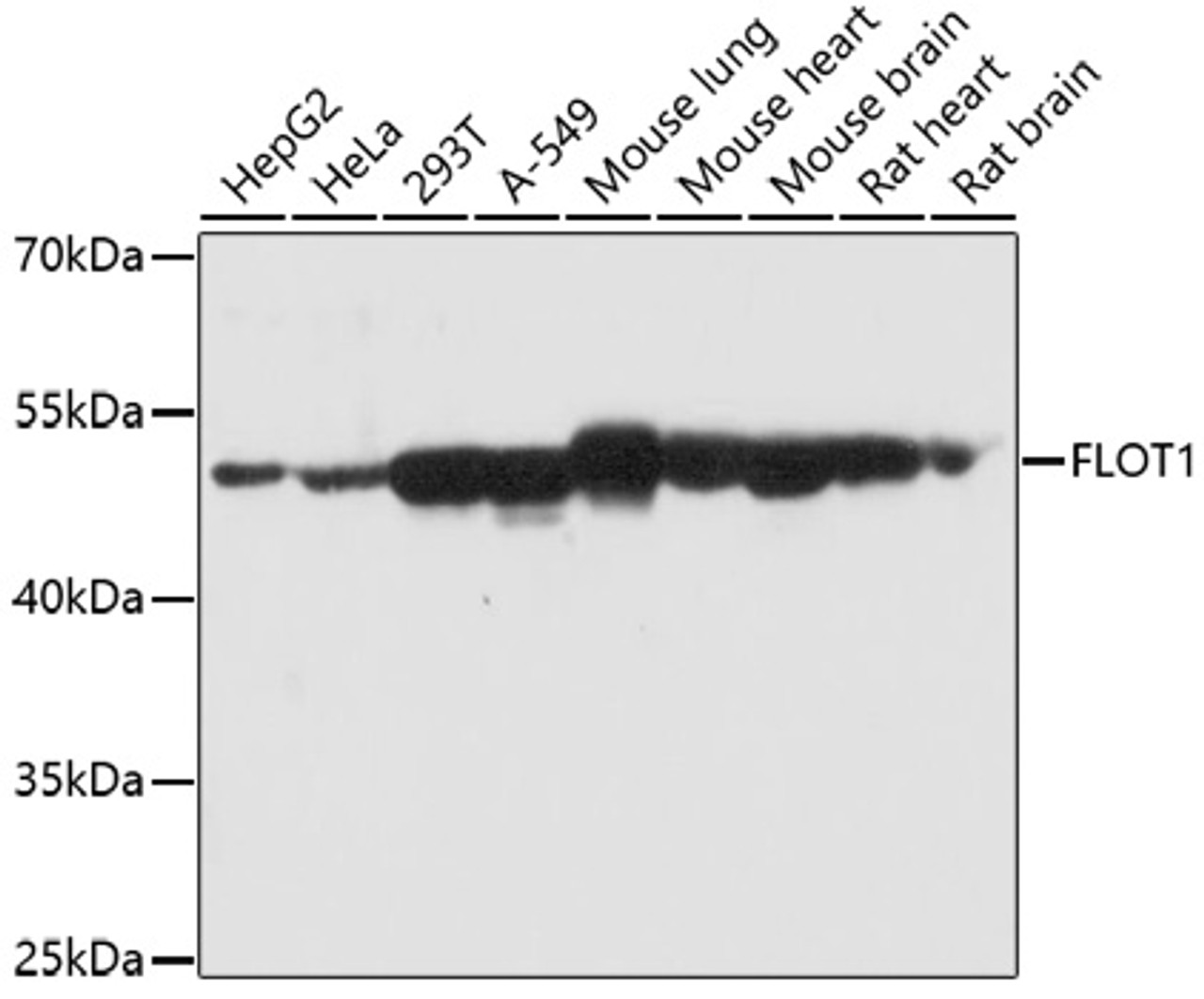 Immunofluorescence analysis of U2OS cells using FLOT1 antibody (22-060) . Blue: DAPI for nuclear staining.