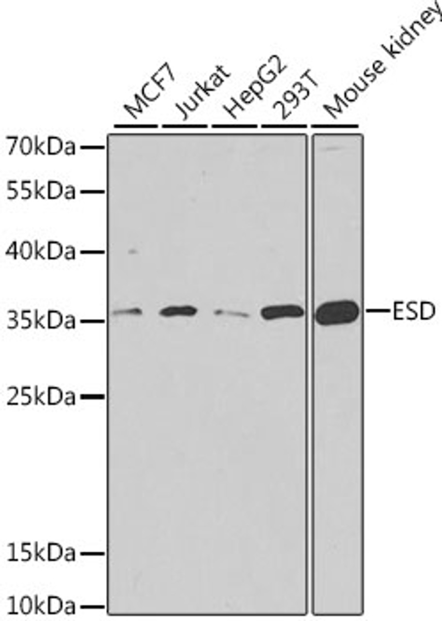 Western blot analysis of extracts of various cell lines, using ESD antibody (22-066) at 1:1000 dilution.<br/>Secondary antibody: HRP Goat Anti-Rabbit IgG (H+L) at 1:10000 dilution.<br/>Lysates/proteins: 25ug per lane.<br/>Blocking buffer: 3% nonfat dry milk in TBST.<br/>Detection: ECL Basic Kit.<br/>Exposure time: 90s.
