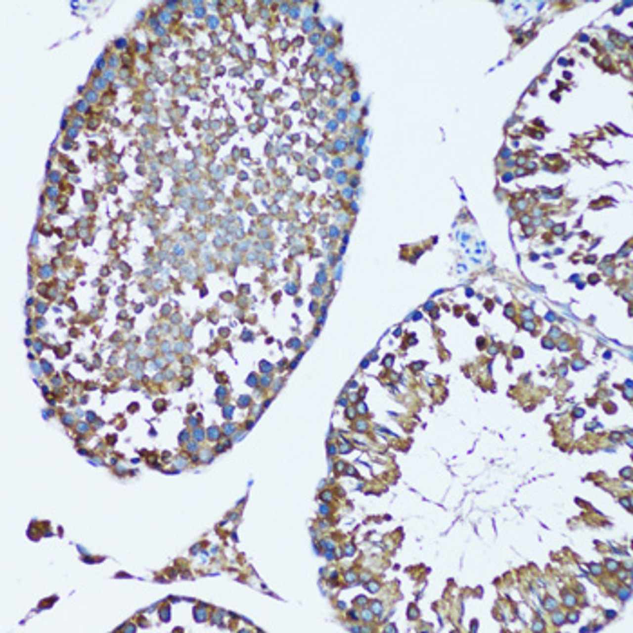 Immunohistochemistry of paraffin-embedded mouse testis using FDFT1 antibody (22-067) at dilution of 1:100 (20x lens) .