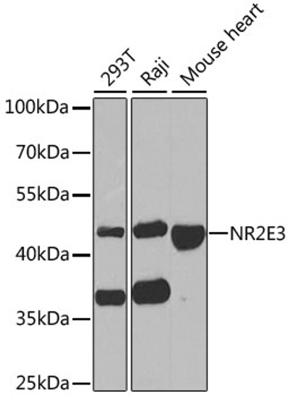 Western blot analysis of extracts of various cell lines, using NR2E3 antibody (22-071) at 1:1000 dilution.<br/>Secondary antibody: HRP Goat Anti-Rabbit IgG (H+L) at 1:10000 dilution.<br/>Lysates/proteins: 25ug per lane.<br/>Blocking buffer: 3% nonfat dry milk in TBST.<br/>Detection: ECL Enhanced Kit.<br/>Exposure time: 30s.