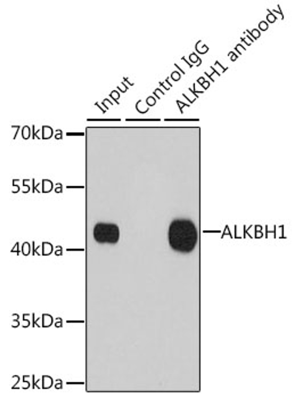 Immunoprecipitation analysis of 200ug extracts of 293T cells using 1ug ALKBH1 antibody (22-075) . Western blot was performed from the immunoprecipitate using ALKBH1 antibody (22-075) at a dilition of 1:1000.