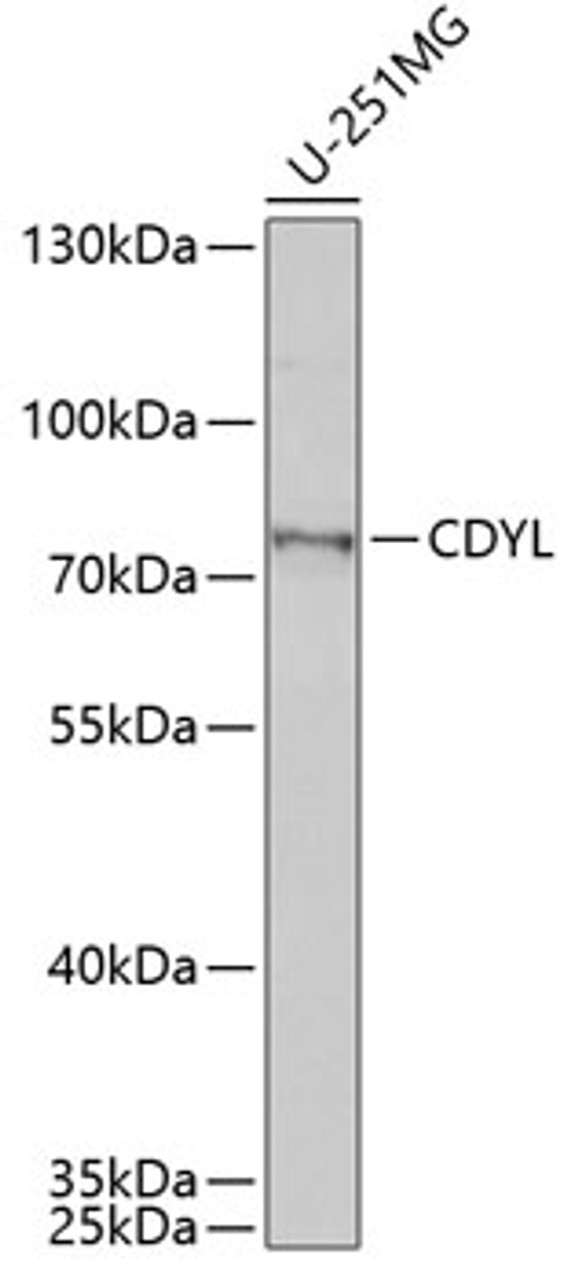 Western blot analysis of extracts of U-251MG cells, using CDYL antibody (22-089) at 1:1000 dilution.<br/>Secondary antibody: HRP Goat Anti-Rabbit IgG (H+L) at 1:10000 dilution.<br/>Lysates/proteins: 25ug per lane.<br/>Blocking buffer: 3% nonfat dry milk in TBST.<br/>Detection: ECL Basic Kit.<br/>Exposure time: 60s.