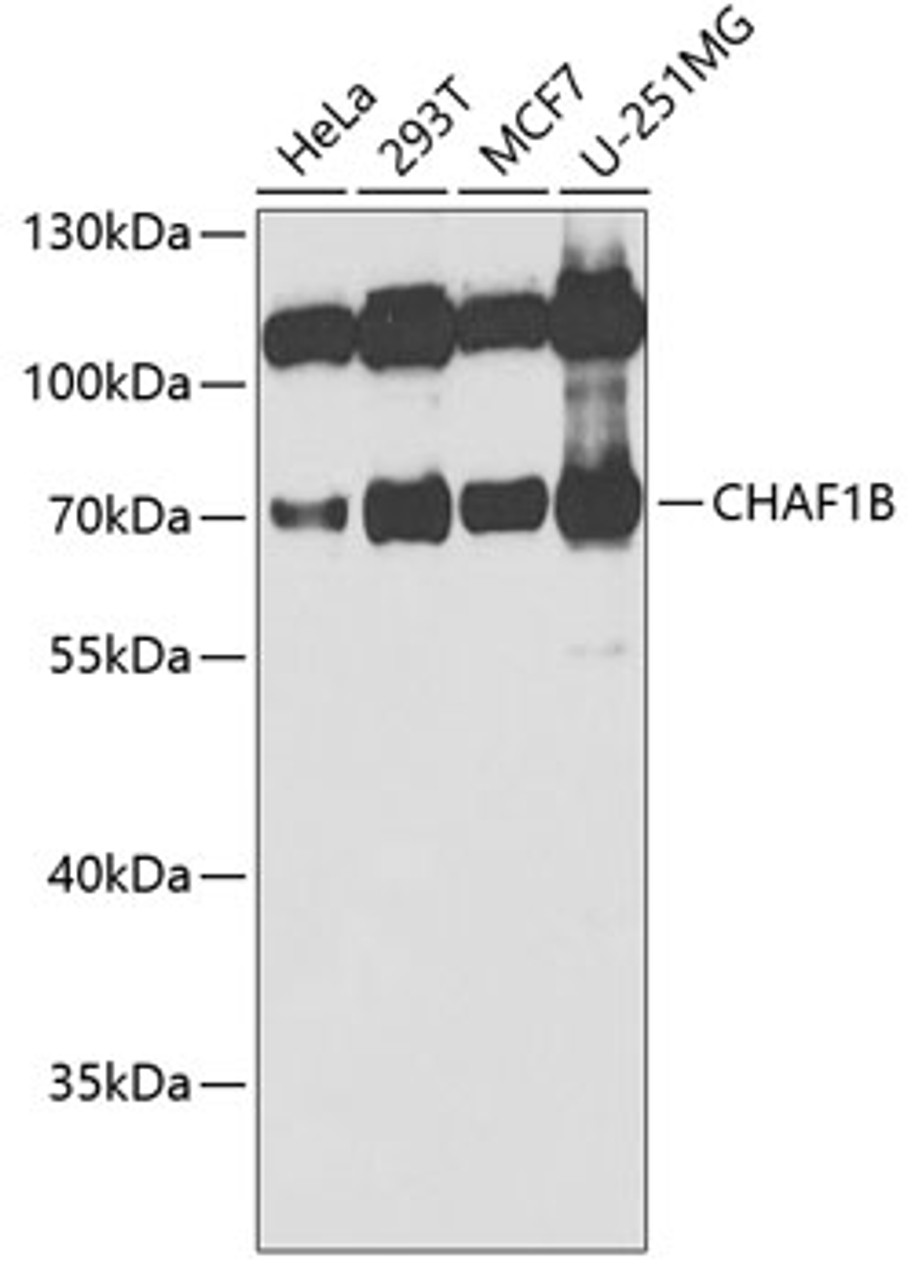 Western blot analysis of extracts of various cell lines, using CHAF1B antibody (22-090) at 1:1000 dilution._Secondary antibody: HRP Goat Anti-Rabbit IgG (H+L) at 1:10000 dilution._Lysates/proteins: 25ug per lane._Blocking buffer: 3% nonfat dry milk in TBST._Detection: ECL Enhanced Kit._Exposure time: 30s.