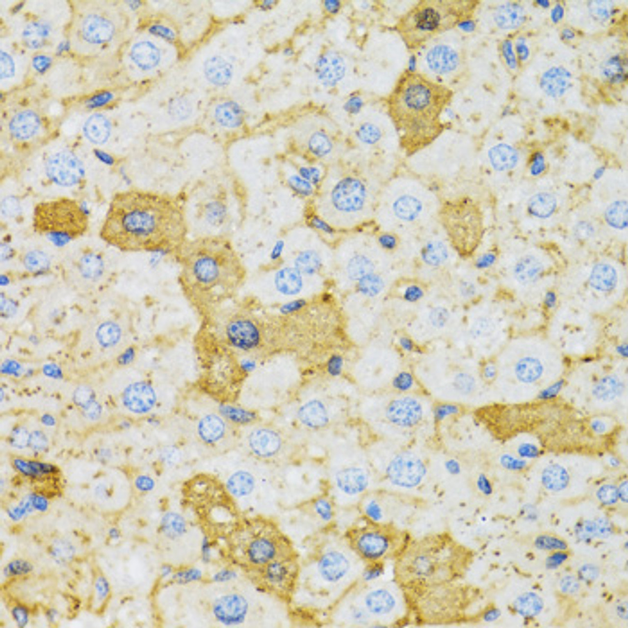 Immunohistochemistry of paraffin-embedded rat liver using OXA1L antibody (22-110) at dilution of 1:100 (40x lens) .