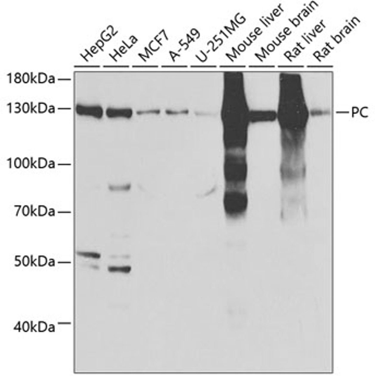 Western blot analysis of extracts of various cell lines, using PC antibody (22-111) at 1:1000 dilution.<br/>Secondary antibody: HRP Goat Anti-Rabbit IgG (H+L) at 1:10000 dilution.<br/>Lysates/proteins: 25ug per lane.<br/>Blocking buffer: 3% nonfat dry milk in TBST.<br/>Detection: ECL Basic Kit.<br/>Exposure time: 3s.