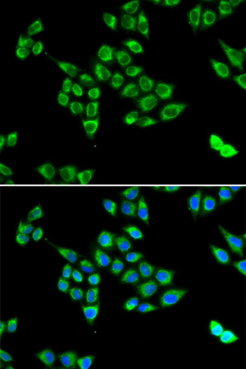 Immunofluorescence analysis of U2OS cells using PC antibody (22-111) . Blue: DAPI for nuclear staining.