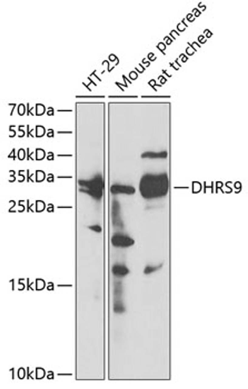 Western blot analysis of extracts of various cell lines, using DHRS9 antibody (22-128) at 1:3000 dilution._Secondary antibody: HRP Goat Anti-Rabbit IgG (H+L) at 1:10000 dilution._Lysates/proteins: 25ug per lane._Blocking buffer: 3% nonfat dry milk in TBST._Detection: ECL Enhanced Kit._Exposure time: 60s.