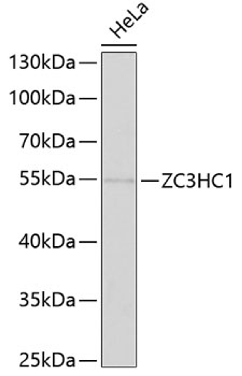 Western blot analysis of extracts of HeLa cells, using ZC3HC1 antibody (22-134) at 1:1000 dilution.<br/>Secondary antibody: HRP Goat Anti-Rabbit IgG (H+L) at 1:10000 dilution.<br/>Lysates/proteins: 25ug per lane.<br/>Blocking buffer: 3% nonfat dry milk in TBST.<br/>Detection: ECL Enhanced Kit.<br/>Exposure time: 90s.