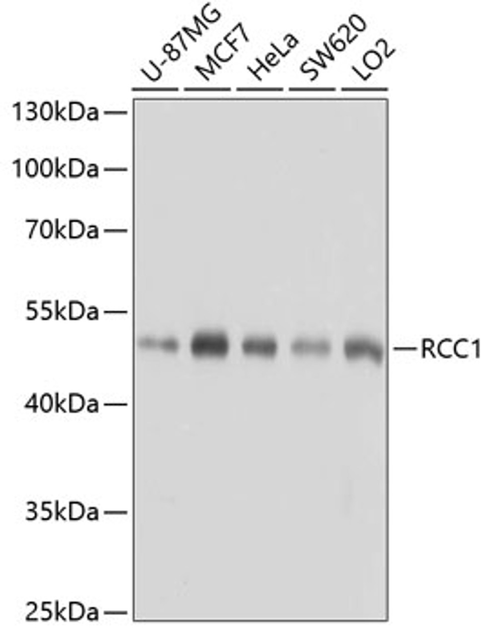 Western blot analysis of extracts of various cell lines, using RCC1 antibody (22-147) at 1:1000 dilution.<br/>Secondary antibody: HRP Goat Anti-Rabbit IgG (H+L) at 1:10000 dilution.<br/>Lysates/proteins: 25ug per lane.<br/>Blocking buffer: 3% nonfat dry milk in TBST.<br/>Detection: ECL Basic Kit.<br/>Exposure time: 5s.