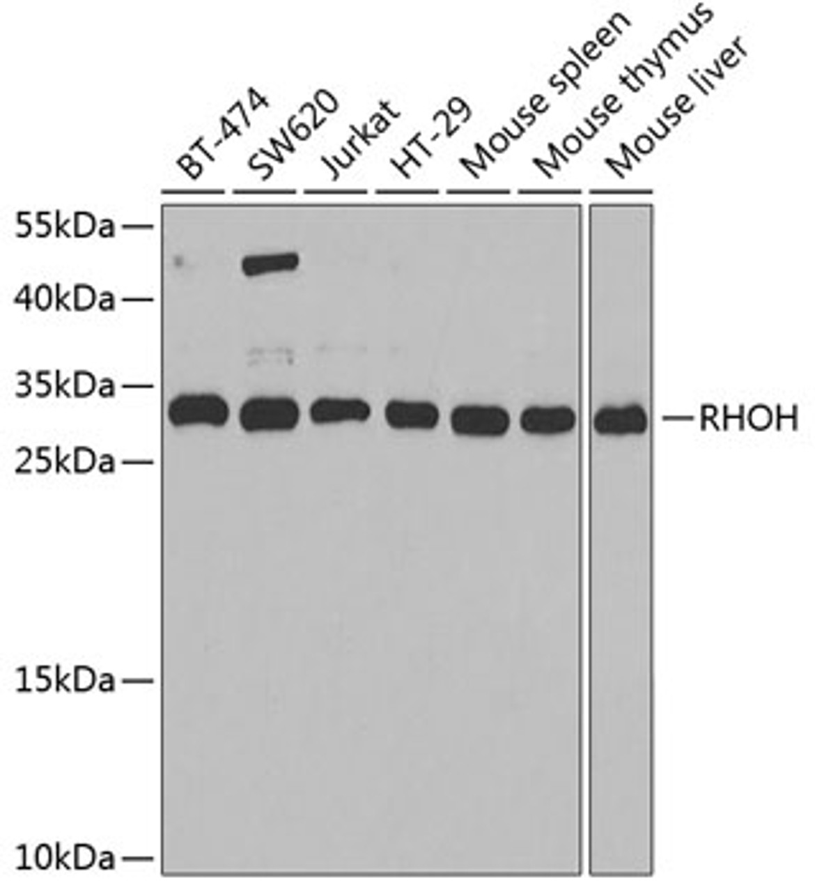 Western blot analysis of extracts of various cell lines, using RHOH antibody (22-153) at 1:1000 dilution.<br/>Secondary antibody: HRP Goat Anti-Rabbit IgG (H+L) at 1:10000 dilution.<br/>Lysates/proteins: 25ug per lane.<br/>Blocking buffer: 3% nonfat dry milk in TBST.<br/>Detection: ECL Basic Kit.<br/>Exposure time: 90s.