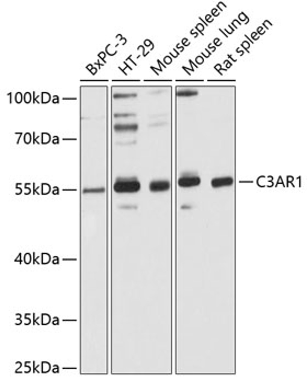 Western blot analysis of extracts of various cell lines, using C3AR1 Antibody (22-157) at 1:3000 dilution.<br/>Secondary antibody: HRP Goat Anti-Rabbit IgG (H+L) at 1:10000 dilution.<br/>Lysates/proteins: 25ug per lane.<br/>Blocking buffer: 3% nonfat dry milk in TBST.<br/>Detection: ECL Basic Kit.<br/>Exposure time: 15s.