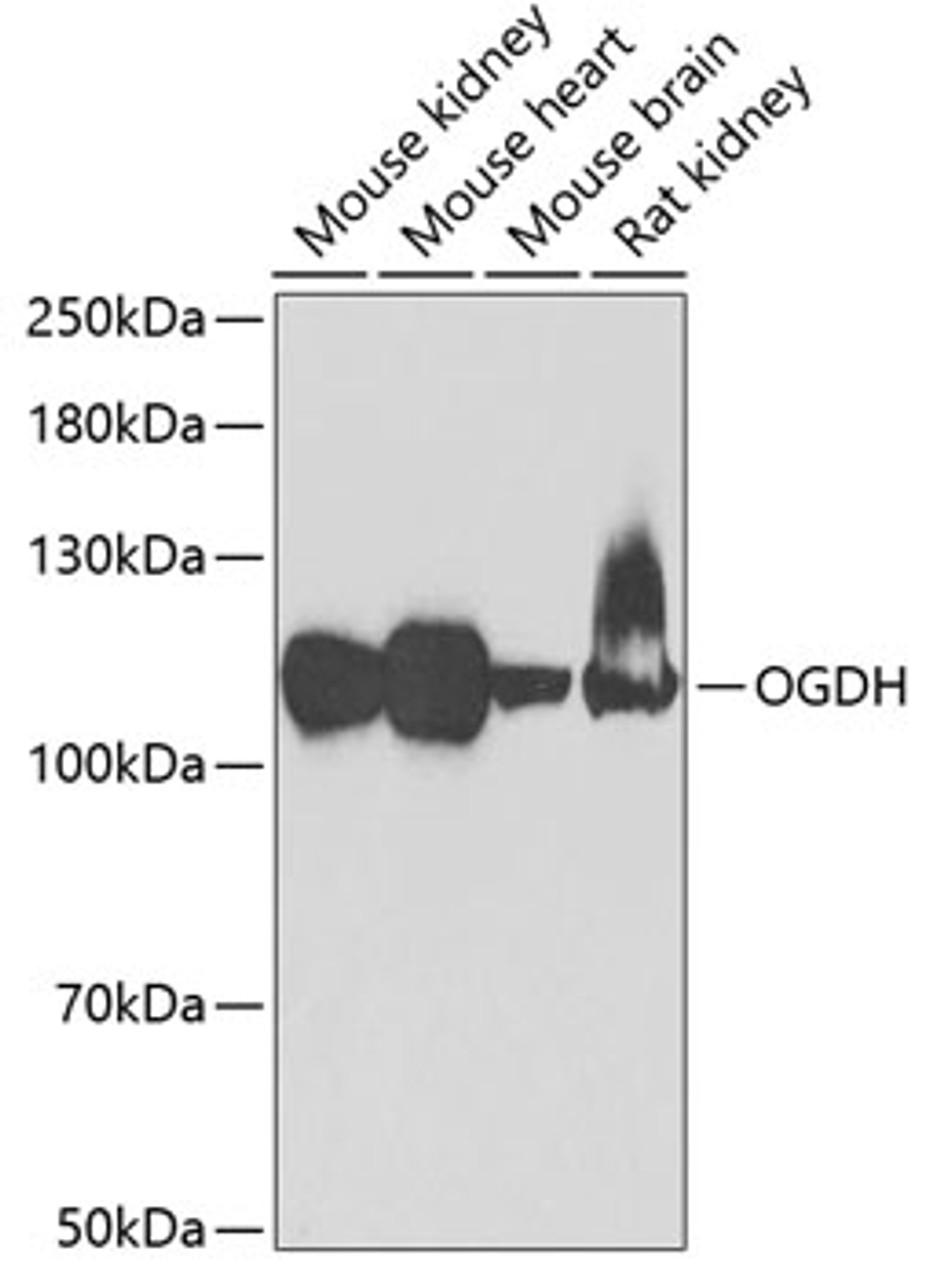 Western blot analysis of extracts of various cell lines, using OGDH antibody (22-181) at 1:1000 dilution._Secondary antibody: HRP Goat Anti-Rabbit IgG (H+L) at 1:10000 dilution._Lysates/proteins: 25ug per lane._Blocking buffer: 3% nonfat dry milk in TBST._Detection: ECL Enhanced Kit._Exposure time: 90s.