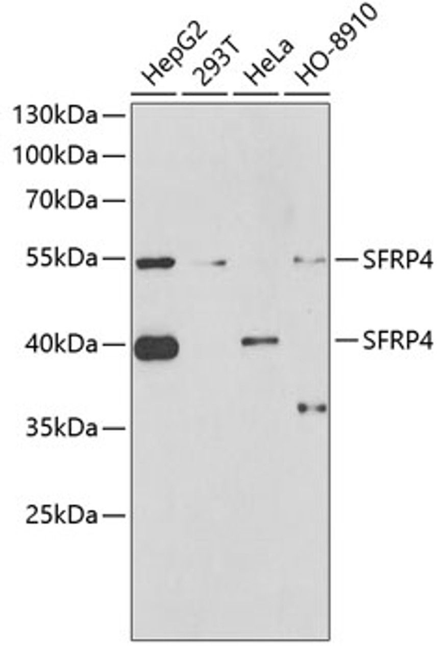 Western blot analysis of extracts of various cell lines, using SFRP4 antibody (22-199) at 1:1000 dilution.<br/>Secondary antibody: HRP Goat Anti-Rabbit IgG (H+L) at 1:10000 dilution.<br/>Lysates/proteins: 25ug per lane.<br/>Blocking buffer: 3% nonfat dry milk in TBST.<br/>Detection: ECL Basic Kit.<br/>Exposure time: 60s.