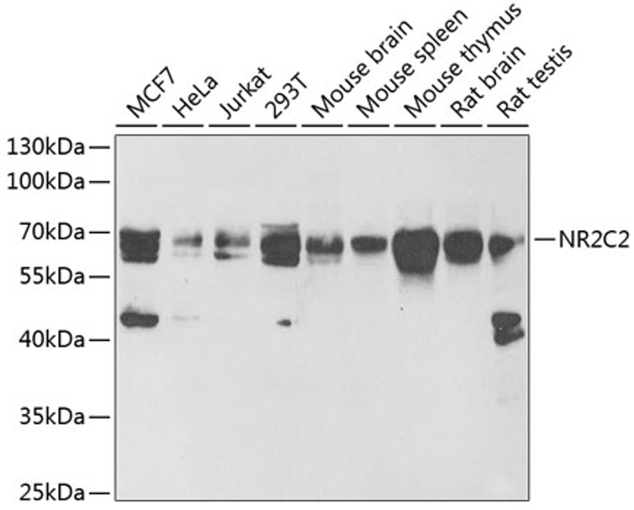 Western blot analysis of extracts of various cell lines, using NR2C2 antibody (22-208) at 1:1000 dilution.<br/>Secondary antibody: HRP Goat Anti-Rabbit IgG (H+L) at 1:10000 dilution.<br/>Lysates/proteins: 25ug per lane.<br/>Blocking buffer: 3% nonfat dry milk in TBST.<br/>Detection: ECL Basic Kit.<br/>Exposure time: 90s.