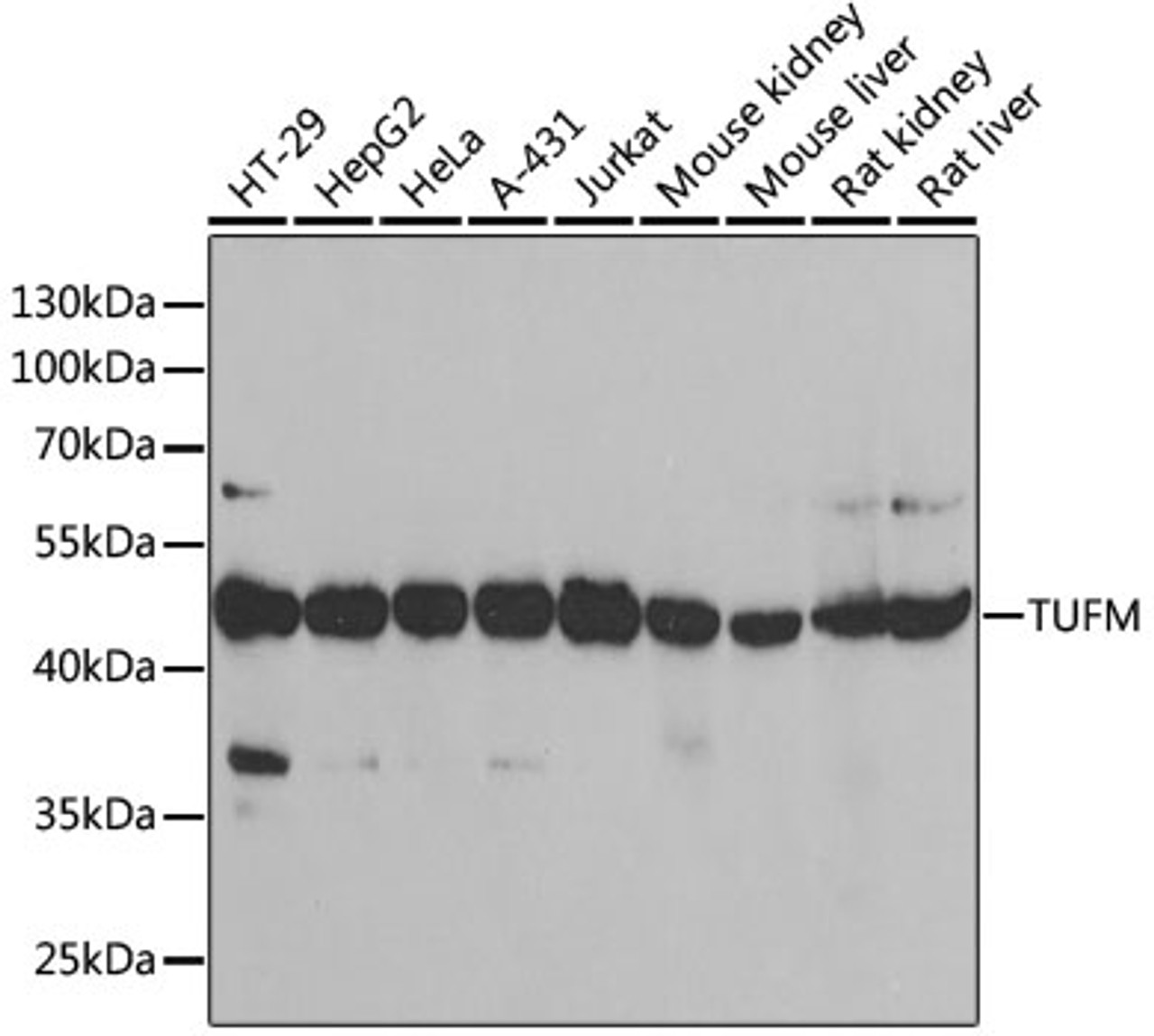 Western blot analysis of extracts of various cell lines, using TUFM antibody (22-209) at 1:1000 dilution.<br/>Secondary antibody: HRP Goat Anti-Rabbit IgG (H+L) at 1:10000 dilution.<br/>Lysates/proteins: 25ug per lane.<br/>Blocking buffer: 3% nonfat dry milk in TBST.<br/>Detection: ECL Basic Kit.<br/>Exposure time: 90s.