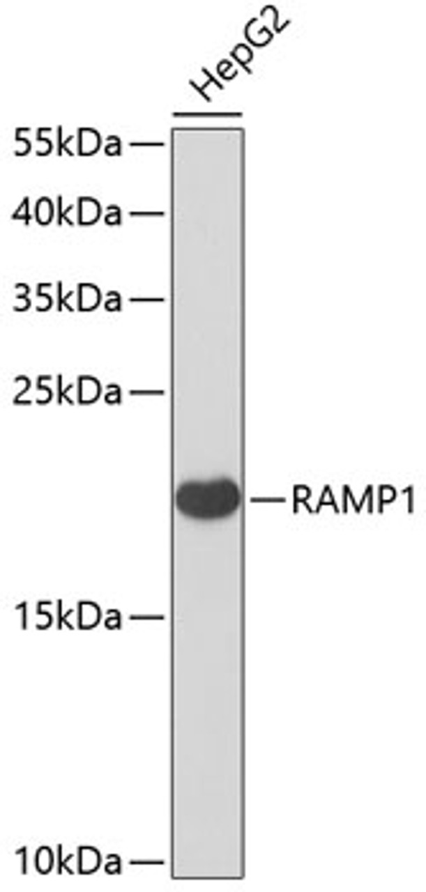 Western blot analysis of extracts of HepG2 cells, using RAMP1 antibody (22-230) at 1:1000 dilution.<br/>Secondary antibody: HRP Goat Anti-Rabbit IgG (H+L) at 1:10000 dilution.<br/>Lysates/proteins: 25ug per lane.<br/>Blocking buffer: 3% nonfat dry milk in TBST.<br/>Detection: ECL Basic Kit.<br/>Exposure time: 30s.