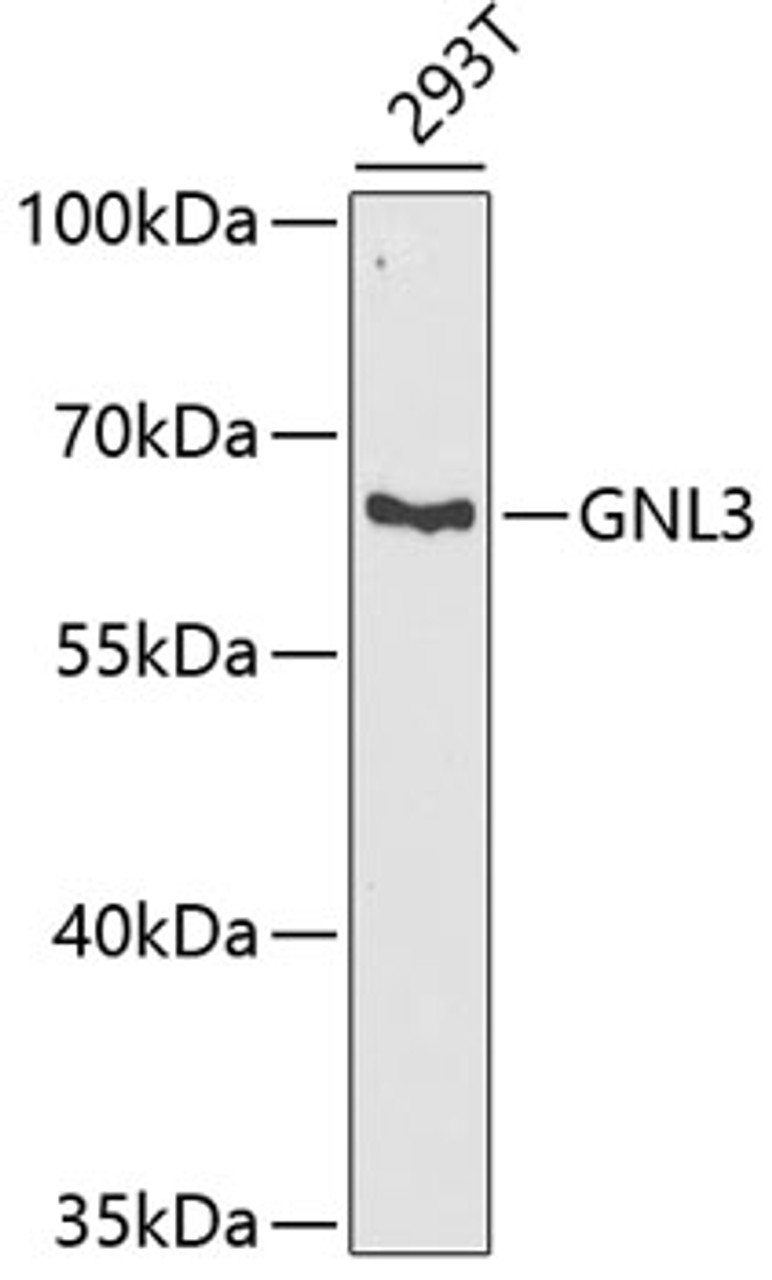 Western blot analysis of extracts of 293T cells, using GNL3 antibody (22-239) at 1:1000 dilution.<br/>Secondary antibody: HRP Goat Anti-Rabbit IgG (H+L) at 1:10000 dilution.<br/>Lysates/proteins: 25ug per lane.<br/>Blocking buffer: 3% nonfat dry milk in TBST.<br/>Detection: ECL Basic Kit.<br/>Exposure time: 90s.