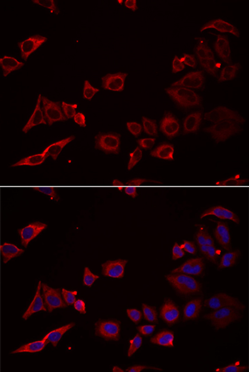 Immunofluorescence analysis of U2OS cells using NRBF2 antibody (22-242) . Blue: DAPI for nuclear staining.