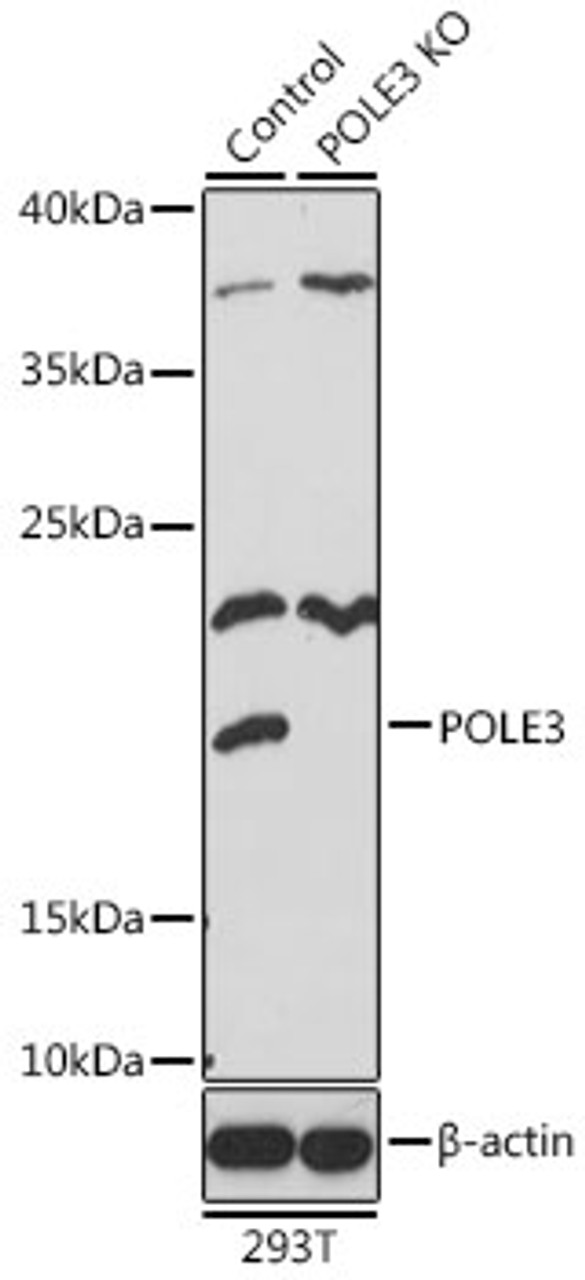 Western blot analysis of extracts from normal (control) and POLE3 knockout (KO) 293T cells, using POLE3 antibody (22-248) at 1:1000 dilution.<br/>Secondary antibody: HRP Goat Anti-Rabbit IgG (H+L) at 1:10000 dilution.<br/>Lysates/proteins: 25ug per lane.<br/>Blocking buffer: 3% nonfat dry milk in TBST.<br/>Detection: ECL Basic Kit.<br/>Exposure time: 30s.