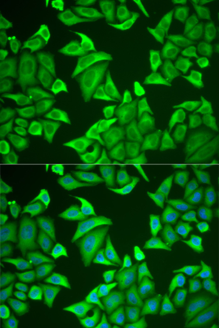 Immunofluorescence analysis of U2OS cells using NGB antibody (22-255) . Blue: DAPI for nuclear staining.