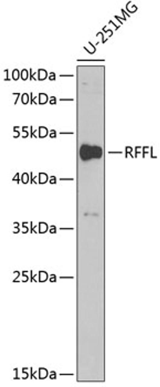 Western blot analysis of extracts of U-251MG cells, using RFFL antibody (22-262) at 1:1000 dilution.<br/>Secondary antibody: HRP Goat Anti-Rabbit IgG (H+L) at 1:10000 dilution.<br/>Lysates/proteins: 25ug per lane.<br/>Blocking buffer: 3% nonfat dry milk in TBST.<br/>Detection: ECL Basic Kit.<br/>Exposure time: 40s.